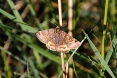 Brunt slåttefly (Euclidia glyphica)