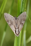 Furusvermer (Sphinx pinastri)