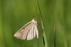 Ribbemåler (Siona lineata)