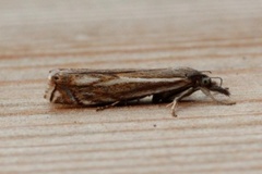 Smalstreknebbmott (Crambus lathoniellus)