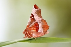 Praktmånemåler (Selenia tetralunaria)