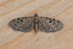 Humledvergmåler (Eupithecia assimilata)