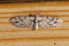 Strekdvergmåler (Eupithecia exiguata)