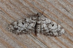 Grandvergmåler (Eupithecia tantillaria)