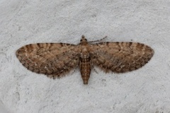 Engdvergmåler (Eupithecia satyrata)