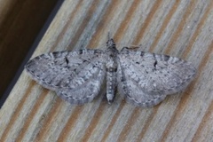 Einerdvergmåler (Eupithecia intricata)