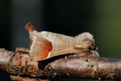 Rødflekkstjertspinner (Clostera curtula)