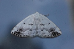 Båndhermelinmåler (Lomographa temerata)