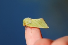 Rødfrynset båtfly (Pseudoips prasinana)