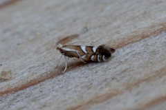 Phyllonorycter junoniella