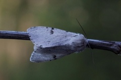 Hvitt kveldfly (Acronicta leporina)