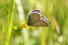 Engblåvinge (Cyaniris semiargus)