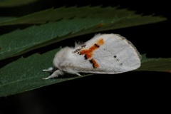 Hvit tannspinner (Leucodonta bicoloria)