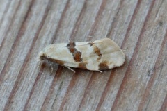 Tistelpraktvikler (Aethes cnicana)