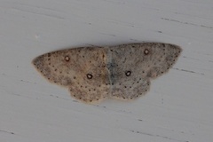 Bjørkeløvmåler (Cyclophora albipunctata)