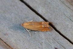 Perikumvikler (Lathronympha strigana)