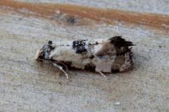 Blåmunkepraktvikler (Brevicornutia pallidana)
