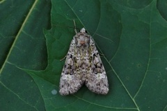 Grønt skogfly (Anaplectoides prasina)