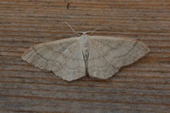 Bueengmåler (Idaea straminata)