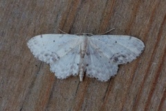 Flekkengmåler (Idaea dimidiata)