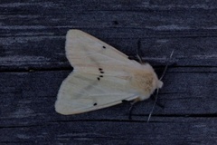 Gul tigerspinner (Spilarctia lutea)