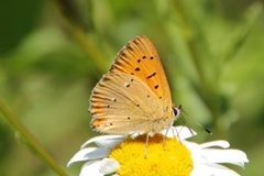 Oransjegullvinge (Lycaena virgaureae)