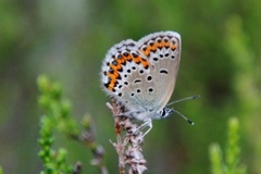 Idasblåvinge (Plebejus idas)