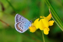 Idasblåvinge (Plebejus idas)