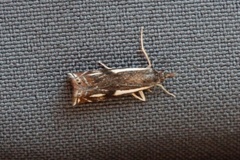 Svart nebbmott (Crambus heringiellus)