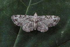 Epleblomstmåler (Pasiphila rectangulata)