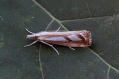 Treflekket nebbmott (Catoptria permutatellus)