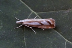 Treflekket nebbmott (Catoptria permutatella)