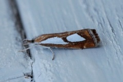 Toflekket nebbmott (Catoptria pinella)