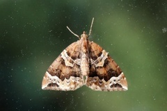 Hagebærmåler (Eulithis prunata)