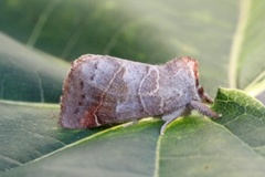 Dvergstjertspinner (Clostera pigra)