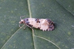 Svevepraktvikler (Cochylis dubitana)