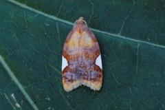 Rød flatvikler (Acleris holmiana)