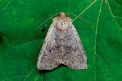 Rødlig løvfly (Parastichtis suspecta)