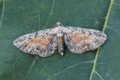 Rustdvergmåler (Eupithecia icterata)