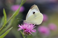 Stor kålsommerfugl (Pieris brassicae)