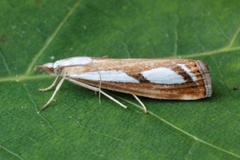 Treflekket nebbmott (Catoptria permutatella)