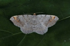 Furubuemåler (Macaria liturata)