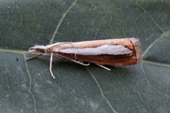 Perlemornebbmott (Catoptria margaritella)