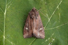 Brunt sumpfly (Helotropha leucostigma)