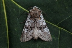 Flekkfly (Crypsedra gemmea)