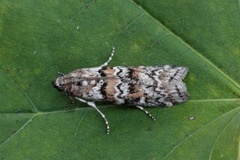 Grankonglesmalmott (Dioryctria abietella)