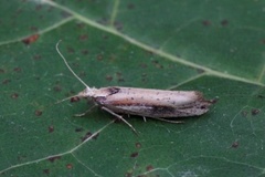 Ypsolopha parenthesella