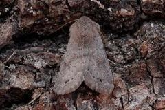 Plettseljefly (Orthosia populeti)