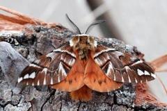 Vårspinner (Endromis versicolora)