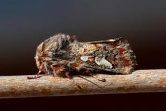 Furufly (Panolis flammea)